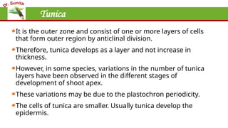 Tunica
It is the outer zone and consist of one or more layers of cells
that form outer region by anticlinal division.
Therefore, tunica develops as a layer and not increase in
thickness.
However, in some species, variations in the number of tunica
layers have been observed in the different stages of
development of shoot apex.
These variations may be due to the plastochron periodicity.
The cells of tunica are smaller. Usually tunica develop the
epidermis.
 