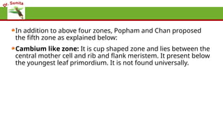 In addition to above four zones, Popham and Chan proposed
the fifth zone as explained below:
Cambium like zone: It is cup shaped zone and lies between the
central mother cell and rib and flank meristem. It present below
the youngest leaf primordium. It is not found universally.
 