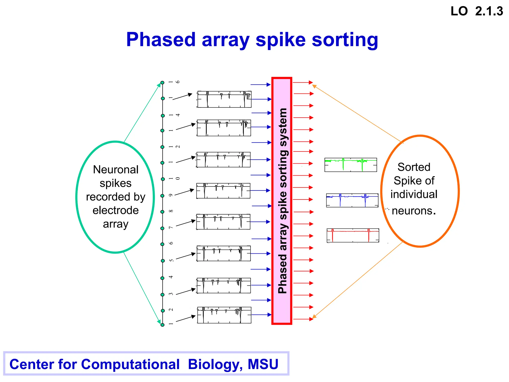 Phased array spike sorting
0.139
0.544

Ey1n t
( )
1.2 10
4

0 t
0.056
0.205

Ey2n t
( )
1.2 10
4

0 t
0.042
0.187

Ey3n t
( )
1.2 10
4

0 t
Sorted
Spike of
individual
neurons.
1
2
3
4
1
6
5
6
7
8
9
1
4
1
5
1
3
1
2
1
1
1
0
0.139
0.534

Rn 3 t

( )
1.2 10
4

0 t
0.183
0.539

Rn 5 t

( )
1.2 10
4

0 t
0.147
0.534

Rn 7 t

( )
1.2 10
4

0 t
0.147
0.534

Rn 9 t

( )
1.2 10
4

0 t
0.183
0.539

Rn 11 t

( )
1.2 10
4

0 t
0.139
0.534

Rn 13 t

( )
1.2 10
4

0 t
0.14
0.534

Rn 1 t

( )
1.2 10
4

0 t
0.148
0.534

Rn 15 t

( )
1.2 10
4

0 t
Neuronal
spikes
recorded by
electrode
array
Phased
array
spike
sorting
system
Center for Computational Biology, MSU
LO 2.1.3
 