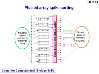 Phased array spike sorting
0.139
0.544

Ey1n t
( )
1.2 10
4

0 t
0.056
0.205

Ey2n t
( )
1.2 10
4

0 t
0.042
0.187

Ey3n t
( )
1.2 10
4

0 t
Sorted
Spike of
individual
neurons.
1
2
3
4
1
6
5
6
7
8
9
1
4
1
5
1
3
1
2
1
1
1
0
0.139
0.534

Rn 3 t

( )
1.2 10
4

0 t
0.183
0.539

Rn 5 t

( )
1.2 10
4

0 t
0.147
0.534

Rn 7 t

( )
1.2 10
4

0 t
0.147
0.534

Rn 9 t

( )
1.2 10
4

0 t
0.183
0.539

Rn 11 t

( )
1.2 10
4

0 t
0.139
0.534

Rn 13 t

( )
1.2 10
4

0 t
0.14
0.534

Rn 1 t

( )
1.2 10
4

0 t
0.148
0.534

Rn 15 t

( )
1.2 10
4

0 t
Neuronal
spikes
recorded by
electrode
array
Phased
array
spike
sorting
system
Center for Computational Biology, MSU
LO 2.1.3
 