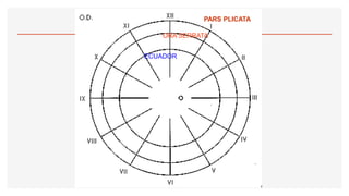ECUADOR
ORA SERRATA
PARS PLICATA
 