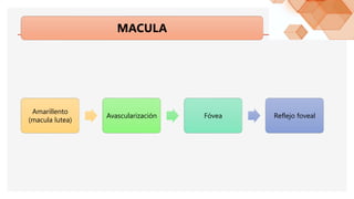 MACULA
Amarillento
(macula lutea)
Avascularización Fóvea Reflejo foveal
 