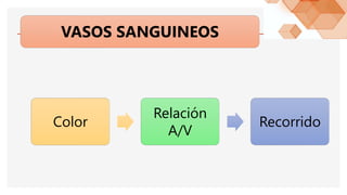 VASOS SANGUINEOS
Color
Relación
A/V
Recorrido
 