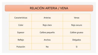 RELACIÓN ARTERIA / VENA
Características Arterias Venas
Color Rojo claro Rojo oscuro
Espesor Calibre pequeño Calibre grueso
Reflejo Anchos Delgados
Pulsación No Si
 