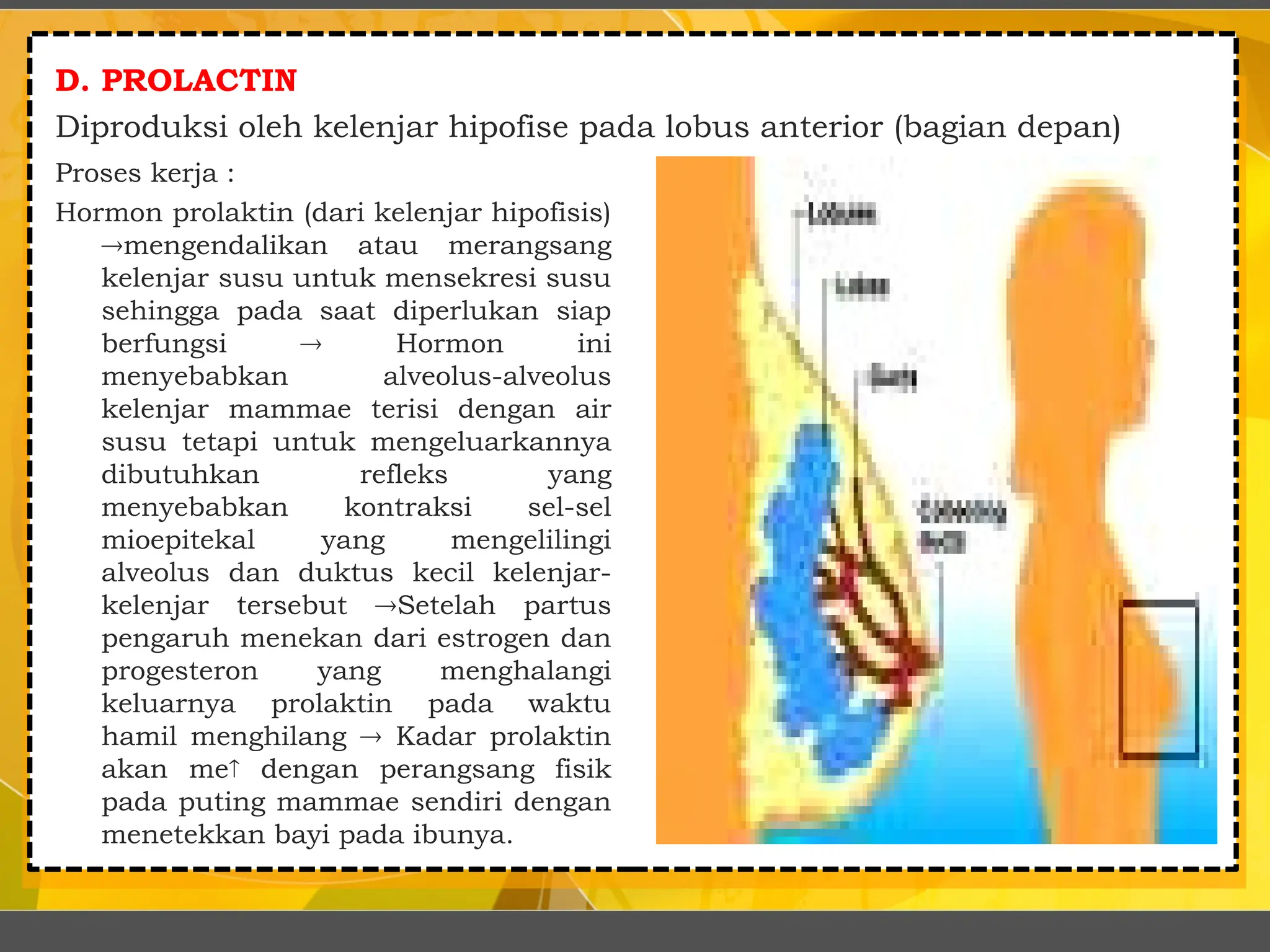 D. PROLACTIN
Diproduksi oleh kelenjar hipofise pada lobus anterior (bagian depan)
Proses kerja :
Hormon prolaktin (dari kelenjar hipofisis)
mengendalikan atau merangsang
kelenjar susu untuk mensekresi susu
sehingga pada saat diperlukan siap
berfungsi  Hormon ini
menyebabkan alveolus-alveolus
kelenjar mammae terisi dengan air
susu tetapi untuk mengeluarkannya
dibutuhkan refleks yang
menyebabkan kontraksi sel-sel
mioepitekal yang mengelilingi
alveolus dan duktus kecil kelenjar-
kelenjar tersebut Setelah partus
pengaruh menekan dari estrogen dan
progesteron yang menghalangi
keluarnya prolaktin pada waktu
hamil menghilang  Kadar prolaktin
akan me dengan perangsang fisik
pada puting mammae sendiri dengan
menetekkan bayi pada ibunya.
 