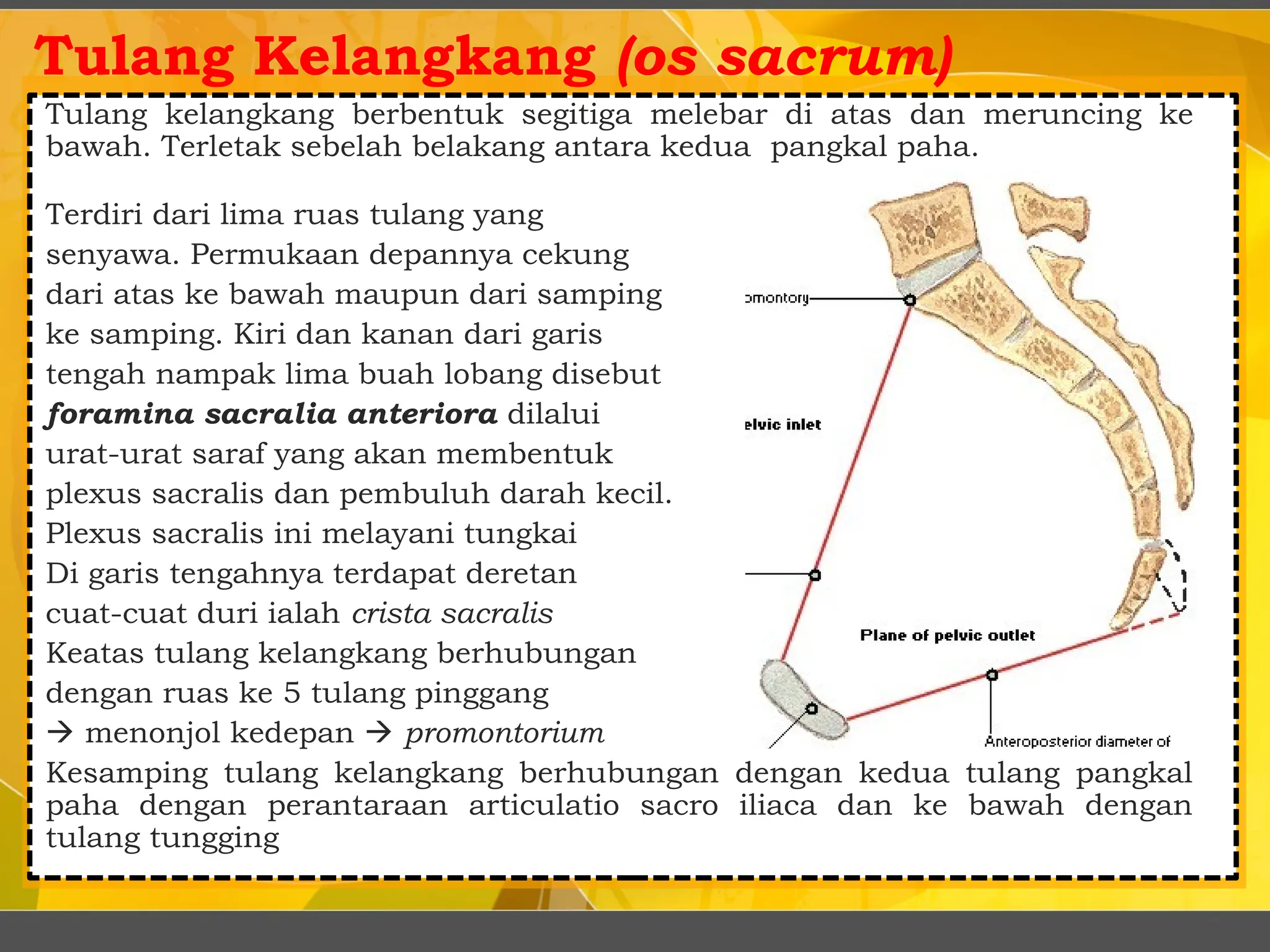 Tulang Kelangkang (os sacrum)
Tulang kelangkang berbentuk segitiga melebar di atas dan meruncing ke
bawah. Terletak sebelah belakang antara kedua pangkal paha.
Terdiri dari lima ruas tulang yang
senyawa. Permukaan depannya cekung
dari atas ke bawah maupun dari samping
ke samping. Kiri dan kanan dari garis
tengah nampak lima buah lobang disebut
foramina sacralia anteriora dilalui
urat-urat saraf yang akan membentuk
plexus sacralis dan pembuluh darah kecil.
Plexus sacralis ini melayani tungkai
Di garis tengahnya terdapat deretan
cuat-cuat duri ialah crista sacralis
Keatas tulang kelangkang berhubungan
dengan ruas ke 5 tulang pinggang
 menonjol kedepan  promontorium
Kesamping tulang kelangkang berhubungan dengan kedua tulang pangkal
paha dengan perantaraan articulatio sacro iliaca dan ke bawah dengan
tulang tungging
 