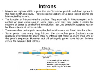 2.4. Central Dogma of Molecular Biology(Protein Synthesis).pptx