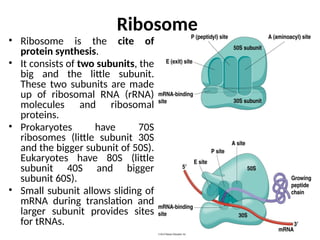 2.4. Central Dogma of Molecular Biology(Protein Synthesis).pptx