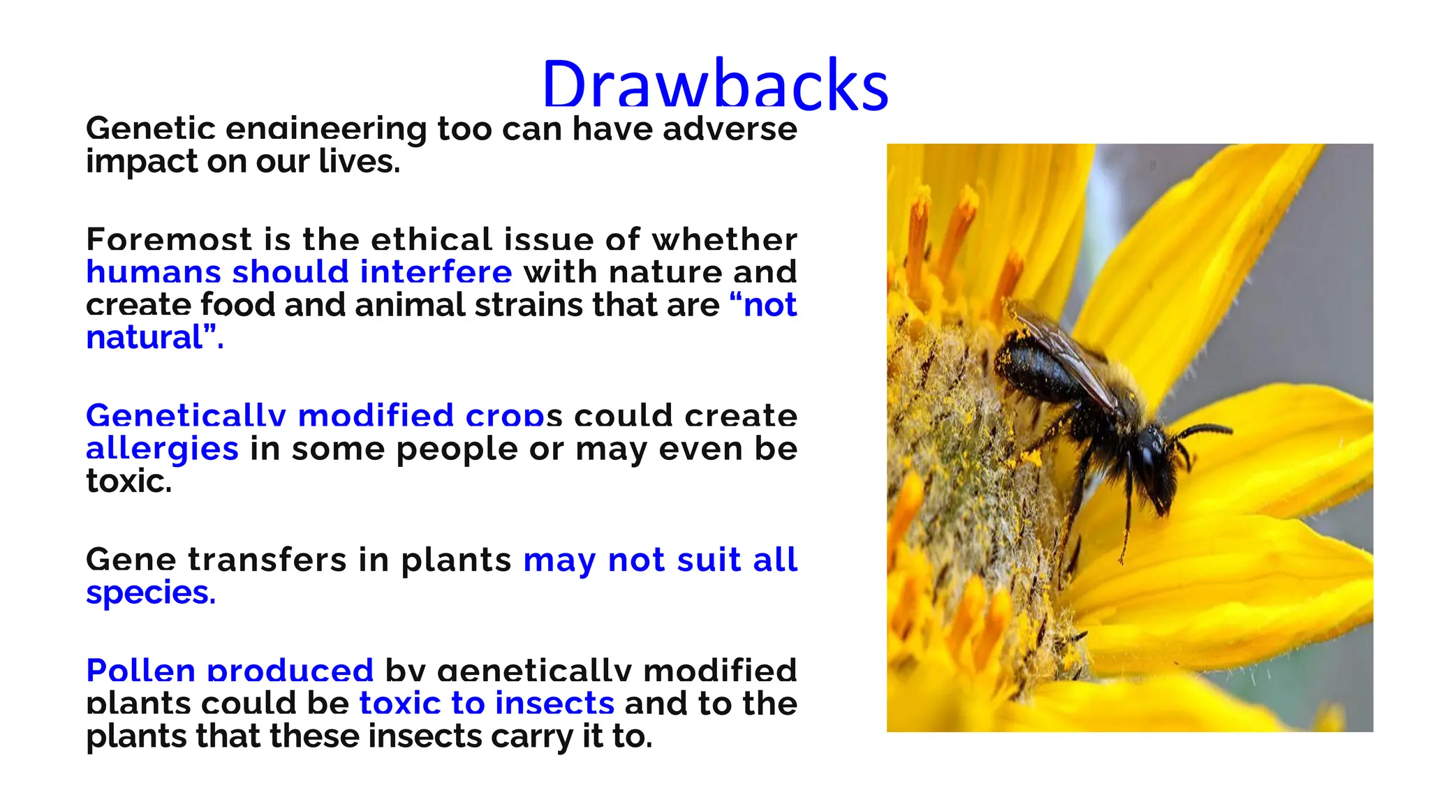 Drawbacks
Genetic engineering too can have adverse
impact on our lives.
Foremost is the ethical issue of whether
humans should interfere with nature and
create food and animal strains that are “not
natural”.
Genetically modified crops could create
allergies in some people or may even be
toxic.
Gene transfers in plants may not suit all
species.
Pollen produced by genetically modified
plants could be toxic to insects and to the
plants that these insects carry it to.
 
