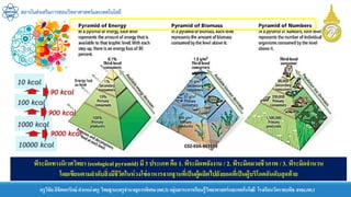 สถาบันส่งเสริมการสอนวิทยาศาสตร์และเทคโนโลยี
ครูวิชัยลิขิตพรรักษ์ ตาแหน่งครู วิทยฐานะครูชานาญการพิเศษ(คศ.3)กลุ่มสาระการเรียนรู้วิทยาศาสตร์และเทคโนโลยี โรงเรียนวัดราชบพิธ สพม.กท.1
พีระมิดทางนิเวศวิทยา (ecological pyramid) มี 3 ประเภท คือ 1. พีระมิดพลังงาน / 2. พีระมิดมวลชีวภาพ / 3. พีระมิดจานวน
โดยเขียนตามลาดับสิ่งมีชีวิตในห่วงโซ่อาหารจากฐานที่เป็นผู้ผลิตไปยังยอดที่เป็นผู้บริโภคอันดับสุดท้าย
10000 kcal
1000 kcal
100 kcal
10 kcal
9000 kcal
900 kcal
90 kcal
 