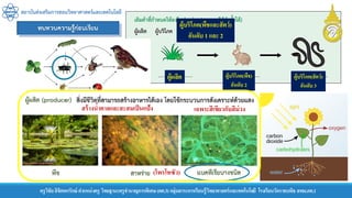 สถาบันส่งเสริมการสอนวิทยาศาสตร์และเทคโนโลยี
ครูวิชัยลิขิตพรรักษ์ ตาแหน่งครู วิทยฐานะครูชานาญการพิเศษ(คศ.3)กลุ่มสาระการเรียนรู้วิทยาศาสตร์และเทคโนโลยี โรงเรียนวัดราชบพิธ สพม.กท.1
ผู้ผลิต ผู้บริโภค(พืช)
อันดับ 2
ผู้บริโภค(สัตว์)
อันดับ 3
เฉพาะสีเขียวกับสีม่วง
(โพรโทซัว)
สร้างน้าตาลและสะสมเป็นแป้ง
ผู้บริโภค(พืชและสัตว์)
อันดับ 1 และ 2
 