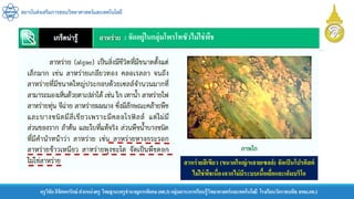 สถาบันส่งเสริมการสอนวิทยาศาสตร์และเทคโนโลยี
ครูวิชัยลิขิตพรรักษ์ ตาแหน่งครู วิทยฐานะครูชานาญการพิเศษ(คศ.3)กลุ่มสาระการเรียนรู้วิทยาศาสตร์และเทคโนโลยี โรงเรียนวัดราชบพิธ สพม.กท.1
สาหร่ายสีเขียว (ขนาดใหญ่/หลายเซลล์) จัดเป็นโปรติสต์
ไม่ใช่พืชเนื่องจากไม่มีระบบเนื้อเยื่อและเอ็มบริโอ
: จัดอยู่ในกลุ่มโพรโทซัวไม่ใช่พืช
 