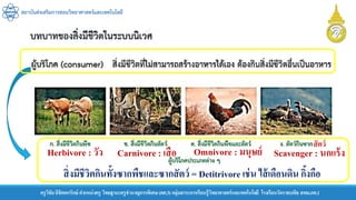 สถาบันส่งเสริมการสอนวิทยาศาสตร์และเทคโนโลยี
ครูวิชัยลิขิตพรรักษ์ ตาแหน่งครู วิทยฐานะครูชานาญการพิเศษ(คศ.3)กลุ่มสาระการเรียนรู้วิทยาศาสตร์และเทคโนโลยี โรงเรียนวัดราชบพิธ สพม.กท.1
Herbivore : วัว Carnivore : เสือ Omnivore : มนุษย์ Scavenger : นกแร้ง
สิ่งมีชีวิตกินทั้งซากพืชและซากสัตว์ = Detitrivore เช่น ไส้เดือนดิน กิ้งกือ
สัตว์
 