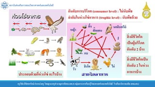 สถาบันส่งเสริมการสอนวิทยาศาสตร์และเทคโนโลยี
ครูวิชัยลิขิตพรรักษ์ ตาแหน่งครู วิทยฐานะครูชานาญการพิเศษ(คศ.3)กลุ่มสาระการเรียนรู้วิทยาศาสตร์และเทคโนโลยี โรงเรียนวัดราชบพิธ สพม.กท.1
อันดับการบริโภค (consumer level) : ไม่นับพืช
ลาดับในห่วงโซ่อาหาร (trophic level) : นับพืชด้วย
ประกอบด้วยกี่ห่วงโซ่ อะไรบ้าง
สิ่งมีชีวิตใดเป็น
อันดับ 2 ในห่วง
อาหารบ้าง
สิ่งมีชีวิตใด
เป็นผู้บริโภค
อันดับ 2 บ้าง
หญ้า
ผึ้ง
ตั๊กแตน
งู
นกอินทรีย์
กบ
วัว
สิงโต ไก่
 