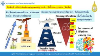 สถาบันส่งเสริมการสอนวิทยาศาสตร์และเทคโนโลยี
ครูวิชัยลิขิตพรรักษ์ ตาแหน่งครู วิทยฐานะครูชานาญการพิเศษ(คศ.3)กลุ่มสาระการเรียนรู้วิทยาศาสตร์และเทคโนโลยี โรงเรียนวัดราชบพิธ สพม.กท.1
พีระมิดนิเวศวิทยา (Ecological pyramid) ฐานกว้าง (หัวตั้ง) และฐานแคบ (หัวกลับ)
พีระมิดการถ่ายทอดพลังงาน (10%) ลดลง
ต่อเนื่อง เป็นแบบฐานกว้างเสมอ
พีระมิดจานวนสิ่งมีชีวิต
พีระมิดการสะสมสารพิษในห่วงโซ่อาหาร / ไบโอแมกนิฟิเคชั่น
เพิ่มขึ้นต่อเนื่องเป็น
แบบฐานแคบเสมอ
1
10
100
1000
10000
 