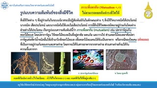 สถาบันส่งเสริมการสอนวิทยาศาสตร์และเทคโนโลยี
ครูวิชัยลิขิตพรรักษ์ ตาแหน่งครู วิทยฐานะครูชานาญการพิเศษ(คศ.3)กลุ่มสาระการเรียนรู้วิทยาศาสตร์และเทคโนโลยี โรงเรียนวัดราชบพิธ สพม.กท.1
แบคทีเรียปมรากถั่ว (ไรโซเบียม) : ถั่วได้ไนโตรเจน (+) และ แบคทีเรียได้ที่อยู่อาศัย (+)
ภาวะพึ่งพากัน (Mutualism +,+)
ไม่สามารถแยกกันดารงชีวิตได้
(ฝอยลม)
 