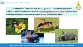 สถาบันส่งเสริมการสอนวิทยาศาสตร์และเทคโนโลยี
ครูวิชัยลิขิตพรรักษ์ ตาแหน่งครู วิทยฐานะครูชานาญการพิเศษ(คศ.3)กลุ่มสาระการเรียนรู้วิทยาศาสตร์และเทคโนโลยี โรงเรียนวัดราชบพิธ สพม.กท.1
ความสัมพันธ์แบบได้ประโยชน์ร่วมกัน (Protocooperation : + ,+ ) หมายถึง การอยู่ร่วมกันของ
สิ่งมีชีวิต 2 ชนิด โดยก็ได้รับประโยชน์ซึ่งกันและกัน แม้แยกกันอยู่ก็สามารถดารงชีวิตได้ตามปกติ เช่น แมลงกับ
ดอกไม้ ปูเสฉวนกับดอกไม้ทะเล (sea anemone) มดดากับเพลี้ย นกเอี้ยงกับควาย เป็นต้น
 