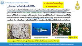 สถาบันส่งเสริมการสอนวิทยาศาสตร์และเทคโนโลยี
ครูวิชัยลิขิตพรรักษ์ ตาแหน่งครู วิทยฐานะครูชานาญการพิเศษ(คศ.3)กลุ่มสาระการเรียนรู้วิทยาศาสตร์และเทคโนโลยี โรงเรียนวัดราชบพิธ สพม.กท.1
ไลเคนส์อยู่บนต้นไม้ใหญ่จึงได้ที่อยู่อาศัย (+) ส่วนต้นไม้ใหญ่ไม่ได้และไม่เสียประโยชน์ใด ๆ (0)
ภาวะอิงอาศัยหรือภาวะเกื้อกูล
(Commensalism +,0)
พลูด่าง / เฟิร์น
 