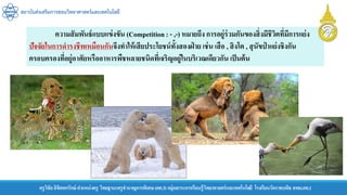 สถาบันส่งเสริมการสอนวิทยาศาสตร์และเทคโนโลยี
ครูวิชัยลิขิตพรรักษ์ ตาแหน่งครู วิทยฐานะครูชานาญการพิเศษ(คศ.3)กลุ่มสาระการเรียนรู้วิทยาศาสตร์และเทคโนโลยี โรงเรียนวัดราชบพิธ สพม.กท.1
ความสัมพันธ์แบบแข่งขัน (Competition : - ,-) หมายถึง การอยู่ร่วมกันของสิ่งมีชีวิตที่มีการแย่ง
ปัจจัยในการดารงชีพเหมือนกันจึงทาให้เสียประโยชน์ทั้งสองฝ่ าย เช่น เสือ , สิงโต , สุนัขป่ าแย่งชิงกัน
ครอบครองที่อยู่อาศัยหรืออาหารพืชหลายชนิดที่เจริญอยู่ในบริเวณเดียวกัน เป็นต้น
 