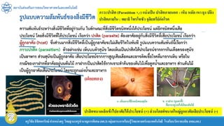 สถาบันส่งเสริมการสอนวิทยาศาสตร์และเทคโนโลยี
ครูวิชัยลิขิตพรรักษ์ ตาแหน่งครู วิทยฐานะครูชานาญการพิเศษ(คศ.3)กลุ่มสาระการเรียนรู้วิทยาศาสตร์และเทคโนโลยี โรงเรียนวัดราชบพิธ สพม.กท.1
ภาวะปรสิต (Parasitism +,-) แบ่งเป็น ปรสิตภายนอก : เห็บ หมัด เหา ยุง ปลิง
ปรสิตภายใน : พยาธิ โพรโทซัว จุลิยทรีย์ก่อโรค
ปรสิตขนาดเล็กเข้าไปอาศัยได้ประโยชน์ (+) ส่วนโฮสต์ขนาดใหญ่ถูกอาศัยเสียประโยชน์ (-)
(ฝอยทอง)
 