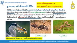 สถาบันส่งเสริมการสอนวิทยาศาสตร์และเทคโนโลยี
ครูวิชัยลิขิตพรรักษ์ ตาแหน่งครู วิทยฐานะครูชานาญการพิเศษ(คศ.3)กลุ่มสาระการเรียนรู้วิทยาศาสตร์และเทคโนโลยี โรงเรียนวัดราชบพิธ สพม.กท.1
ภาวะล่าเหยื่อ (Predation +,-)
การควบคุมทางชีวภาพ = สมดุลประชากร
ผู้ล่าขนาดเล็กใหญ่ได้อาหาร (+) ส่วนเหยื่อขนาดเล็กตายเป็นอาหาร (-)
 