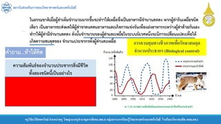 สถาบันส่งเสริมการสอนวิทยาศาสตร์และเทคโนโลยี
ครูวิชัยลิขิตพรรักษ์ ตาแหน่งครู วิทยฐานะครูชานาญการพิเศษ(คศ.3)กลุ่มสาระการเรียนรู้วิทยาศาสตร์และเทคโนโลยี โรงเรียนวัดราชบพิธ สพม.กท.1
ความสัมพันธ์ของจานวนประชากรสิ่งมีชีวิต
ทั้งสองชนิดนี้เป็นอย่างไร
คาตอบ จานวนของประชากรสิ่งมีชีวิตทั้งสองชนิดแปรผัน
ตามกัน นั่นคือ เมื่อจานวนกระต่ายป่าเพิ่มขึ้น จานวนแมว
ป่าลิงซ์ก็จะเพิ่มขึ้น ถึงจุดหนึ่งจานวนกระต่ายป่าจะลดลง
ทาให้จานวนแมวป่าลิงซ์ลดลงตาม
การควบคุมทางชีวภาพเพื่อรักษาสมดุล
จานวนประชากร (Biological control)
 