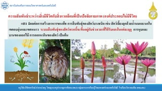 สถาบันส่งเสริมการสอนวิทยาศาสตร์และเทคโนโลยี
ครูวิชัยลิขิตพรรักษ์ ตาแหน่งครู วิทยฐานะครูชานาญการพิเศษ(คศ.3)กลุ่มสาระการเรียนรู้วิทยาศาสตร์และเทคโนโลยี โรงเรียนวัดราชบพิธ สพม.กท.1
แสง มีผลต่อการสร้างอาหารของพืช การสืบพันธุ์ของสัตว์บางชนิด เช่น สัตว์เลี้ยงลุกด้วยน้านมและนกใน
เขตอบอุ่นและเขตหนาว ระบบสืบพันธุ์ของสัตว์พวกนี้จะขึ้นอยู่กับช่วงเวลาที่ได้รับแสงในแต่ละฤดู การหุบและ
บานของดอกไม้ การออกหากินของสัตว์ เป็นต้น
ความสัมพันธ์ระหว่างสิ่งมีชีวิตกับสิ่งแวดล้อมที่เป็นปัจจัยกายภาพ (องค์ประกอบไม่มีชีวิต)
 