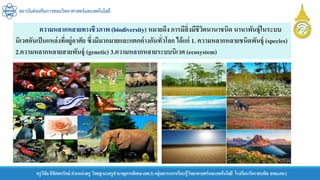 สถาบันส่งเสริมการสอนวิทยาศาสตร์และเทคโนโลยี
ครูวิชัยลิขิตพรรักษ์ ตาแหน่งครู วิทยฐานะครูชานาญการพิเศษ(คศ.3)กลุ่มสาระการเรียนรู้วิทยาศาสตร์และเทคโนโลยี โรงเรียนวัดราชบพิธ สพม.กท.1
ความหลากหลายทางชีวภาพ (biodiversity) หมายถึง การมีสิ่งมีชีวิตนานาชนิด นานาพันธุ์ในระบบ
นิเวศอันเป็นแหล่งที่อยู่อาศัย ซึ่งมีมากมายและแตกต่างกันทั่วโลก ได้แก่ 1. ความหลากหลายชนิดพันธุ์ (species)
2.ความหลากหลายสายพันธุ์ (genetic) 3.ความหลากหลายระบบนิเวศ (ecosystem)
 