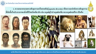 สถาบันส่งเสริมการสอนวิทยาศาสตร์และเทคโนโลยี
ครูวิชัยลิขิตพรรักษ์ ตาแหน่งครู วิทยฐานะครูชานาญการพิเศษ(คศ.3)กลุ่มสาระการเรียนรู้วิทยาศาสตร์และเทคโนโลยี โรงเรียนวัดราชบพิธ สพม.กท.1
1. ความหลากหลายทางพันธุกรรมหรือสายพันธุ์ (genetic diversity) เป็นความแปรผันทางพันธุกรรม
ที่เกิดขึ้นในประชากรของสิ่งมีชีวิตชนิดเดียวกัน เช่น มนุษย์ยุโรป มนุษย์เอเชีย และมนุษย์แอฟริกา เป็นต้น
 