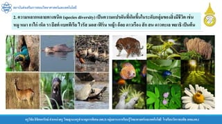 สถาบันส่งเสริมการสอนวิทยาศาสตร์และเทคโนโลยี
ครูวิชัยลิขิตพรรักษ์ ตาแหน่งครู วิทยฐานะครูชานาญการพิเศษ(คศ.3)กลุ่มสาระการเรียนรู้วิทยาศาสตร์และเทคโนโลยี โรงเรียนวัดราชบพิธ สพม.กท.1
2. ความหลากหลายทางชนิด (species diversity) เป็นความแปรผันที่เกิดขึ้นในระดับกลุ่มของสิ่งมีชีวิต เช่น
หมู หมา กาไก่ เห็ด รา ยีสต์ แบคทีเรีย ไวรัส มอส เฟิร์น หญ้า อ้อย ดาวเรือง สัก สน ดาวทะเล พยาธิ เป็นต้น
 