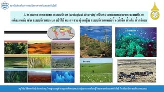 สถาบันส่งเสริมการสอนวิทยาศาสตร์และเทคโนโลยี
ครูวิชัยลิขิตพรรักษ์ ตาแหน่งครู วิทยฐานะครูชานาญการพิเศษ(คศ.3)กลุ่มสาระการเรียนรู้วิทยาศาสตร์และเทคโนโลยี โรงเรียนวัดราชบพิธ สพม.กท.1
3. ความหลากหลายทางระบบนิเวศ (ecological diversity) เป็นความหลากหลายของระบบนิเวศ
แต่ละแหล่ง เช่น ระบบนิเวศบนบก (ป่ าไม้ ทะเลทราย ทุ่งหญ้า) ระบบนิเวศเเหล่งน้า (น้าจืด น้าเค็ม น้ากร่อย)
 