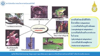 สถาบันส่งเสริมการสอนวิทยาศาสตร์และเทคโนโลยี
ครูวิชัยลิขิตพรรักษ์ ตาแหน่งครู วิทยฐานะครูชานาญการพิเศษ(คศ.3)กลุ่มสาระการเรียนรู้วิทยาศาสตร์และเทคโนโลยี โรงเรียนวัดราชบพิธ สพม.กท.1
Adaptation
การปรับตัวของสิ่งมีชีวิตใน
สิ่งแวดล้อม (Adaptation)
1. การปรับตัวด้านรูปร่างลักษณะ
( morphological adaptation)
2.การปรับตัวด้านสรีระการทางาน
ในร่างกาย
( physiological adaptation )
3.การปรับตัวด้านพฤติกรรม
( behavioral adaptation)
 