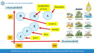 สถาบันส่งเสริมการสอนวิทยาศาสตร์และเทคโนโลยี
ครูวิชัยลิขิตพรรักษ์ ตาแหน่งครู วิทยฐานะครูชานาญการพิเศษ(คศ.3)กลุ่มสาระการเรียนรู้วิทยาศาสตร์และเทคโนโลยี โรงเรียนวัดราชบพิธ สพม.กท.1
ระดับอุณหภูมิเฉลี่ยต่อปี
ปริมาณน้าฝนเฉลี่ยต่อปี
มาก
น้อย
สูง
ต่า ทุนดรา
ทะเลทราย
ทุ่งหญ้าเขตร้อน
(สะวันน่า)
เขตอบอุ่น
ป่ าสน
A
B
C
D
E
F
ป่ าฝนเขตร้อน
 