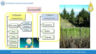 สถาบันส่งเสริมการสอนวิทยาศาสตร์และเทคโนโลยี
ครูวิชัยลิขิตพรรักษ์ ตาแหน่งครู วิทยฐานะครูชานาญการพิเศษ(คศ.3)กลุ่มสาระการเรียนรู้วิทยาศาสตร์และเทคโนโลยี โรงเรียนวัดราชบพิธ สพม.กท.1
ทุ่งหญ้า
เบญจพรรณ
เต็งรัง
ดิบเขตร้อน
 