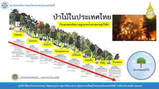 สถาบันส่งเสริมการสอนวิทยาศาสตร์และเทคโนโลยี
ครูวิชัยลิขิตพรรักษ์ ตาแหน่งครู วิทยฐานะครูชานาญการพิเศษ(คศ.3)กลุ่มสาระการเรียนรู้วิทยาศาสตร์และเทคโนโลยี โรงเรียนวัดราชบพิธ สพม.กท.1
ป่ าดิบเขา
ป่ าสนเขา
ป่ าเต็งรัง
ป่ าเบญจพรรณ
ป่ าดิบแล้ง
ป่ าดิบชื้น
ป่ าพรุ ป่ าชายเลน
เรียงตามลาดับความสูงจากน้าทะเลจากสูงไปต่า
 