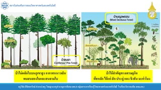 สถาบันส่งเสริมการสอนวิทยาศาสตร์และเทคโนโลยี
ครูวิชัยลิขิตพรรักษ์ ตาแหน่งครู วิทยฐานะครูชานาญการพิเศษ(คศ.3)กลุ่มสาระการเรียนรู้วิทยาศาสตร์และเทคโนโลยี โรงเรียนวัดราชบพิธ สพม.กท.1
ป่ าไม่ผลัดใบบนภูเขาสูง อากาศหนาวเย็น
พบสนสองใบและสนสามใบ
ป่ าไม้สาคัญทางเศรษฐกิจ
พืชหลัก ได้แก่ สัก ประดู่ แดง ชิงชัน มะค่าโมง
 