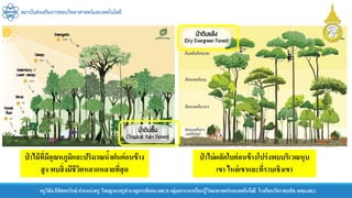 สถาบันส่งเสริมการสอนวิทยาศาสตร์และเทคโนโลยี
ครูวิชัยลิขิตพรรักษ์ ตาแหน่งครู วิทยฐานะครูชานาญการพิเศษ(คศ.3)กลุ่มสาระการเรียนรู้วิทยาศาสตร์และเทคโนโลยี โรงเรียนวัดราชบพิธ สพม.กท.1
ป่ าไม้ที่มีอุณหภูมิและปริมาณน้าฝนค่อนข้าง
สูง พบสิ่งมีชีวิตหลากหลายที่สุด
ป่ าไม่ผลัดใบค่อนข้างโปร่งพบบริเวณหุบ
เขา ไหล่เขาและที่ราบเชิงเขา
 