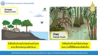 สถาบันส่งเสริมการสอนวิทยาศาสตร์และเทคโนโลยี
ครูวิชัยลิขิตพรรักษ์ ตาแหน่งครู วิทยฐานะครูชานาญการพิเศษ(คศ.3)กลุ่มสาระการเรียนรู้วิทยาศาสตร์และเทคโนโลยี โรงเรียนวัดราชบพิธ สพม.กท.1
ป่ าที่พบในบริเวณน้ากร่อยปากแม่น้าออก
ทะเล เป็นแหล่งอนุบาลสัตว์ทะเล
ป่ าที่พบในบริเวณน้าจืดท่วมขังพบ
เฉพาะภาคใต้ที่มีฝนตกหนักต่อเนื่อง
 