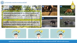 สถาบันส่งเสริมการสอนวิทยาศาสตร์และเทคโนโลยี
ครูวิชัยลิขิตพรรักษ์ ตาแหน่งครู วิทยฐานะครูชานาญการพิเศษ(คศ.3)กลุ่มสาระการเรียนรู้วิทยาศาสตร์และเทคโนโลยี โรงเรียนวัดราชบพิธ สพม.กท.1
สัตว์ที่พบได้ในป่าเต็งรังมีหลายชนิด เช่น เก้ง กระต่ายป่า สุนัขจิ้งจอก ตุ่น
บ่าง กระรอกหลากสี กระแต งูจงอาง งูเหลือม งูหลาม นกหัวขวานด่าง
แคระ ฯลฯ
 