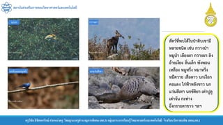 สถาบันส่งเสริมการสอนวิทยาศาสตร์และเทคโนโลยี
ครูวิชัยลิขิตพรรักษ์ ตาแหน่งครู วิทยฐานะครูชานาญการพิเศษ(คศ.3)กลุ่มสาระการเรียนรู้วิทยาศาสตร์และเทคโนโลยี โรงเรียนวัดราชบพิธ สพม.กท.1
สัตว์ที่พบได้ในป่าดิบเขามี
หลายชนิด เช่น กวางป่า
หมูป่า เลียงผา กวางผา ลิง
อ้ายเงียะ ลิ่นเล็ก พังพอน
เหลือง หมูหริ่ง หมาหริ่ง
หมีควาย เสือดาว นกเงือก
คอแดง ไก่ฟ้าหลังขาว นก
แว่นสีเทา นกขัติยา เต่าปูลู
เต่าจัน กะท่าง
อึ่งกรายตาขาว ฯลฯ
 