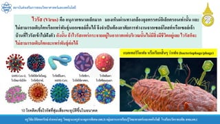 สถาบันส่งเสริมการสอนวิทยาศาสตร์และเทคโนโลยี
ครูวิชัยลิขิตพรรักษ์ ตาแหน่งครู วิทยฐานะครูชานาญการพิเศษ(คศ.3)กลุ่มสาระการเรียนรู้วิทยาศาสตร์และเทคโนโลยี โรงเรียนวัดราชบพิธ สพม.กท.1
ไวรัส (Virus) คือ อนุภาคขนาดเล็กมาก มองเห็นผ่านทางกล้องจุลทรรศน์อิเล็กตรอนเท่านั้น และ
ไม่สามารถเติบโตหรือแพร่พันธุ์นอกเซลล์อื่นได้ จึงจาเป็นต้องอาศัยการทางานจากเซลล์โฮสต์หรือเซลล์เจ้า
บ้านที่ไวรัสเข้าไปฝังตัว ดังนั้น ถ้าไวรัสแพร่กระจายอยู่ในอากาศแต่บริเวณนั้นไม่มีสิ่งมีชีวิตอยู่เลย ไวรัสก็จะ
ไม่สามารถเติบโตและแพร่พันธุ์ต่อได้
แบคเทอริโอเฟจ หรือเรียกสั้นๆ ว่าเฟจ (bacteriophage/phage)
 