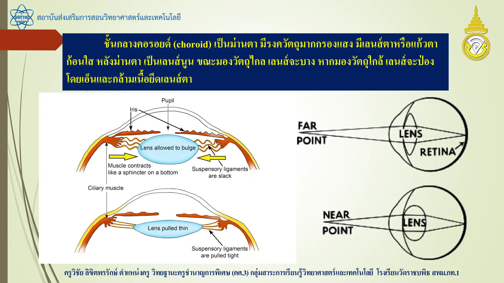 สถาบันส่งเสริมการสอนวิทยาศาสตร์และเทคโนโลยี
ครูวิชัยลิขิตพรรักษ์ ตาแหน่งครู วิทยฐานะครูชานาญการพิเศษ(คศ.3)กลุ่มสาระการเรียนรู้วิทยาศาสตร์และเทคโนโลยี โรงเรียนวัดราชบพิธ สพม.กท.1
ชั้นกลางคอรอยด์ (choroid) เป็นม่านตา มีรงควัตถุมากกรองแสง มีเลนส์ตาหรือแก้วตา
ก้อนใส หลังม่านตา เป็นเลนส์นูน ขณะมองวัตถุไกล เลนส์จะบาง หากมองวัตถุใกล้ เลนส์จะป่ อง
โดยเอ็นและกล้ามเนื้อยึดเลนส์ตา
 