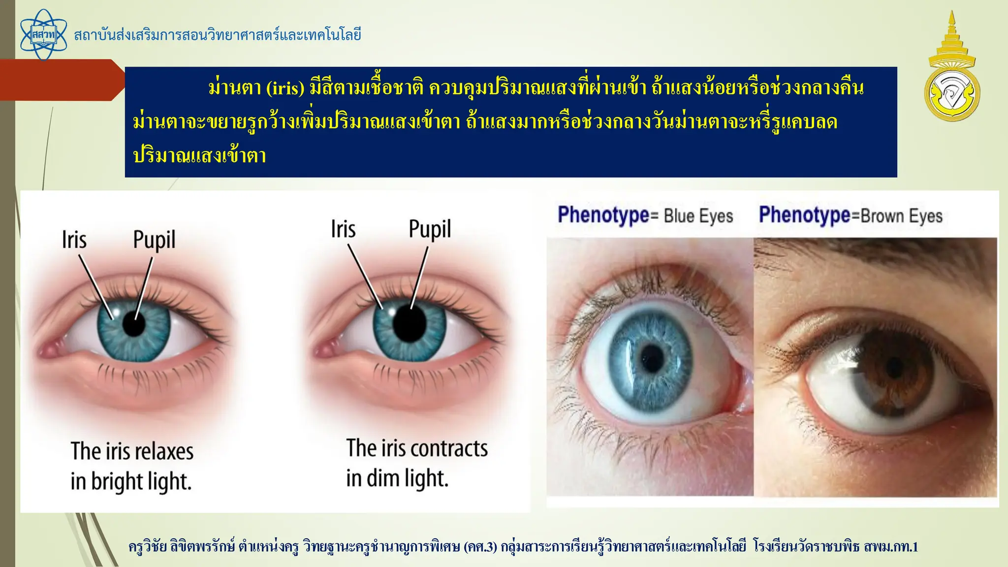 สถาบันส่งเสริมการสอนวิทยาศาสตร์และเทคโนโลยี
ครูวิชัยลิขิตพรรักษ์ ตาแหน่งครู วิทยฐานะครูชานาญการพิเศษ(คศ.3)กลุ่มสาระการเรียนรู้วิทยาศาสตร์และเทคโนโลยี โรงเรียนวัดราชบพิธ สพม.กท.1
ม่านตา (iris) มีสีตามเชื้อชาติ ควบคุมปริมาณแสงที่ผ่านเข้า ถ้าแสงน้อยหรือช่วงกลางคืน
ม่านตาจะขยายรูกว้างเพิ่มปริมาณแสงเข้าตา ถ้าแสงมากหรือช่วงกลางวันม่านตาจะหรี่รูแคบลด
ปริมาณแสงเข้าตา
 