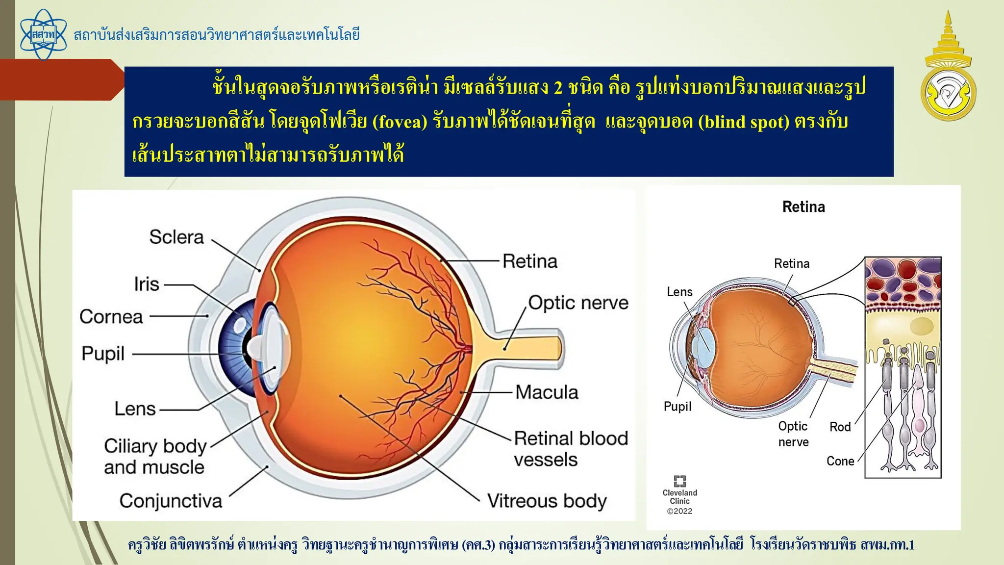 สถาบันส่งเสริมการสอนวิทยาศาสตร์และเทคโนโลยี
ครูวิชัยลิขิตพรรักษ์ ตาแหน่งครู วิทยฐานะครูชานาญการพิเศษ(คศ.3)กลุ่มสาระการเรียนรู้วิทยาศาสตร์และเทคโนโลยี โรงเรียนวัดราชบพิธ สพม.กท.1
ชั้นในสุดจอรับภาพหรือเรติน่า มีเซลล์รับแสง 2 ชนิด คือ รูปแท่งบอกปริมาณแสงและรูป
กรวยจะบอกสีสัน โดยจุดโฟเวีย (fovea) รับภาพได้ชัดเจนที่สุด และจุดบอด (blindspot) ตรงกับ
เส้นประสาทตาไม่สามารถรับภาพได้
 