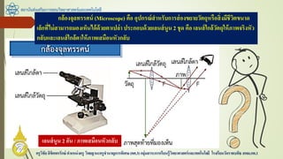 สถาบันส่งเสริมการสอนวิทยาศาสตร์และเทคโนโลยี
ครูวิชัยลิขิตพรรักษ์ ตาแหน่งครู วิทยฐานะครูชานาญการพิเศษ(คศ.3)กลุ่มสาระการเรียนรู้วิทยาศาสตร์และเทคโนโลยี โรงเรียนวัดราชบพิธ สพม.กท.1
กล้องจุลทรรศน์ (Microscope) คือ อุปกรณ์สาหรับการส่องขยายวัตถุหรือสิ่งมีชีวิตขนาด
เล็กที่ไม่สามารถมองเห็นได้ด้วยตาเปล่า ประกอบด้วยเลนส์นูน 2 ชุด คือ เลนส์ใกล้วัตถุให้ภาพจริงหัว
กลับและเลนส์ใกล้ตาให้ภาพเสมือนหัวกลับ
เลนส์นูน 2 อัน / ภาพเสมือนหัวกลับ
 