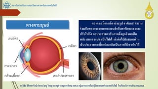 สถาบันส่งเสริมการสอนวิทยาศาสตร์และเทคโนโลยี
ครูวิชัยลิขิตพรรักษ์ ตาแหน่งครู วิทยฐานะครูชานาญการพิเศษ(คศ.3)กลุ่มสาระการเรียนรู้วิทยาศาสตร์และเทคโนโลยี โรงเรียนวัดราชบพิธ สพม.กท.1
ดวงตาเสมือนกล้องถ่ายรูป อาศัยการทางาน
ร่วมกันของกระจกตาและเลนส์แก้วตาหักเหแสงและ
ปรับโฟกัส จอประสาทตารับภาพซึ่งถูกส่งมาเป็น
พลังงานแสงแปลงเป็นไฟฟ้า ส่งต่อไปยังสมองผ่าน
เส้นประสาทตาเพื่อแปลงกลับเป็นภาพให้เราเห็นได้
 