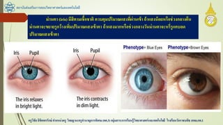 สถาบันส่งเสริมการสอนวิทยาศาสตร์และเทคโนโลยี
ครูวิชัยลิขิตพรรักษ์ ตาแหน่งครู วิทยฐานะครูชานาญการพิเศษ(คศ.3)กลุ่มสาระการเรียนรู้วิทยาศาสตร์และเทคโนโลยี โรงเรียนวัดราชบพิธ สพม.กท.1
ม่านตา (iris) มีสีตามเชื้อชาติ ควบคุมปริมาณแสงที่ผ่านเข้า ถ้าแสงน้อยหรือช่วงกลางคืน
ม่านตาจะขยายรูกว้างเพิ่มปริมาณแสงเข้าตา ถ้าแสงมากหรือช่วงกลางวันม่านตาจะหรี่รูแคบลด
ปริมาณแสงเข้าตา
 