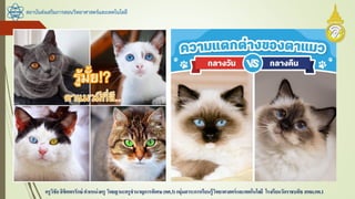 สถาบันส่งเสริมการสอนวิทยาศาสตร์และเทคโนโลยี
ครูวิชัยลิขิตพรรักษ์ ตาแหน่งครู วิทยฐานะครูชานาญการพิเศษ(คศ.3)กลุ่มสาระการเรียนรู้วิทยาศาสตร์และเทคโนโลยี โรงเรียนวัดราชบพิธ สพม.กท.1
 