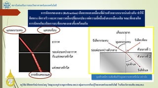 สถาบันส่งเสริมการสอนวิทยาศาสตร์และเทคโนโลยี
ครูวิชัยลิขิตพรรักษ์ ตาแหน่งครู วิทยฐานะครูชานาญการพิเศษ(คศ.3)กลุ่มสาระการเรียนรู้วิทยาศาสตร์และเทคโนโลยี โรงเรียนวัดราชบพิธ สพม.กท.1
การหักเหของแสง (Refraction)เกิดจากแสงเคลื่อนที่ผ่านตัวกลางหนาแน่นต่างกัน ทาให้
ทิศทาง อัตราเร็ว และความยาวคลื่นเปลี่ยนแปลง แต่ความถี่คลื่นยังคงเหมือนเดิม ขณะที่แสงเกิด
การหักเหก็จะเกิดการสะท้อนของแสงขึ้นพร้อมกัน
รังสีสะท้อน
 
