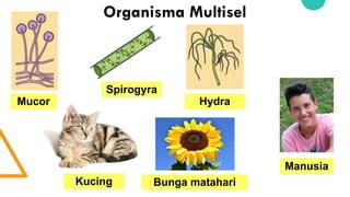 2.1 A_ Sel – Fungsi, Struktur dan Organisasi.pptx